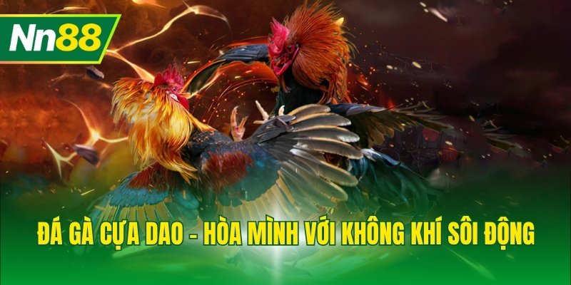Đá gà cựa dao - Hòa mình với không khí sôi động